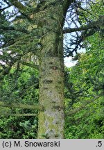 Abies homolepis (jodła nikkońska)