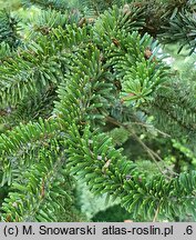 Abies homolepis (jodła nikkońska)