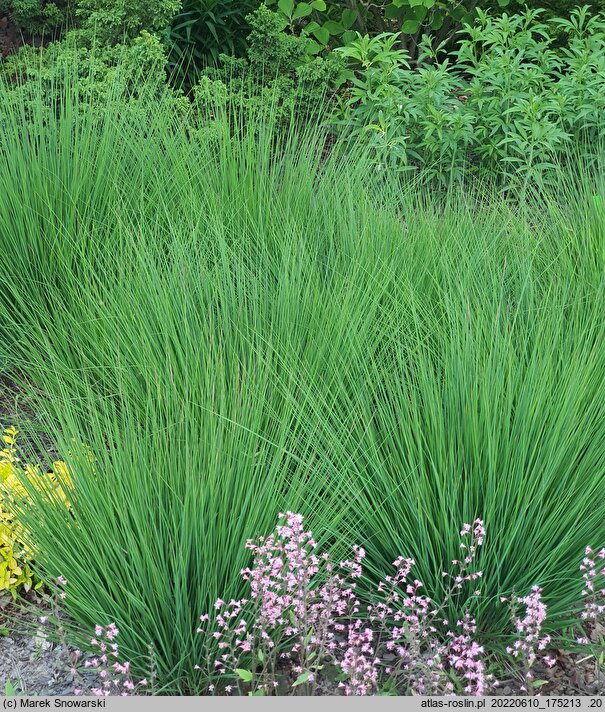 Molinia caerulea s.str. Heidebraut