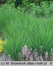 Molinia caerulea s.str. Heidebraut