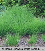Molinia caerulea s.str. Heidebraut
