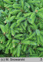 Picea omorika Picobello