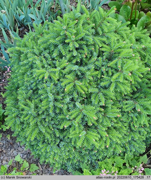 Picea omorika Picobello