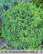 Picea omorika Picobello