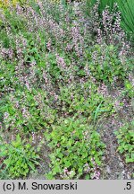 ×Heucherella alba Bridget Bloom