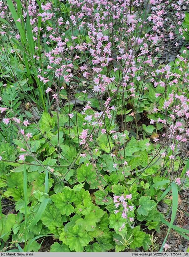 ×Heucherella alba Bridget Bloom