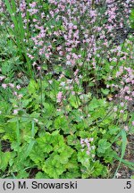 ×Heucherella alba Bridget Bloom