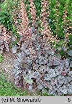 Heuchera Prince of Silver