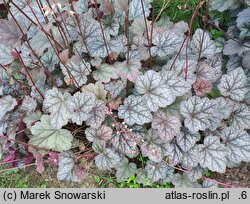 Heuchera Prince of Silver