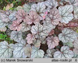 Heuchera Prince of Silver