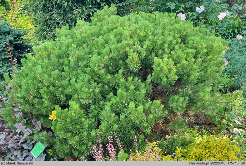Pinus mugo Winter Gold