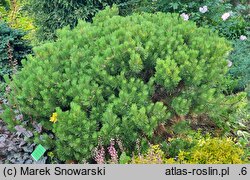 Pinus mugo Winter Gold