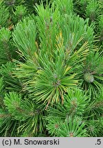 Pinus mugo Winter Gold
