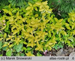 Euonymus fortunei Sheridan Gold