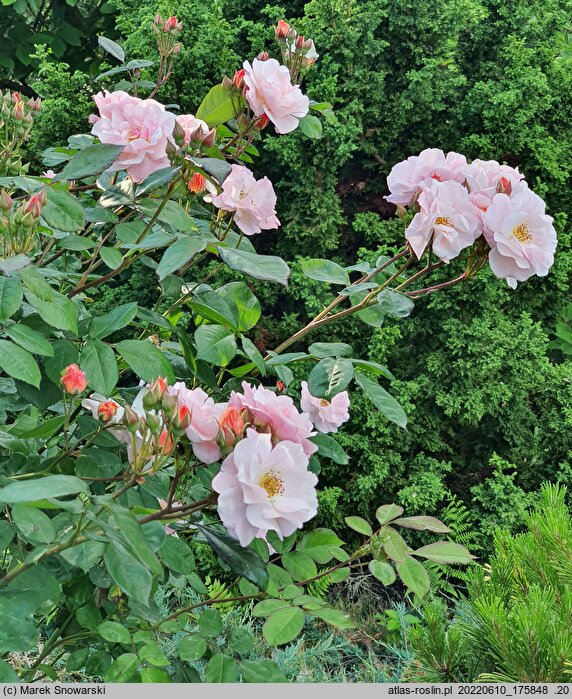 Rosa hort. Clair Matin