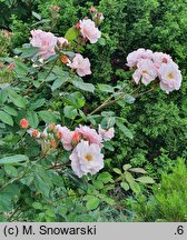 Rosa hort. Clair Matin