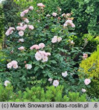Rosa hort. Clair Matin
