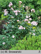 Rosa hort. Clair Matin