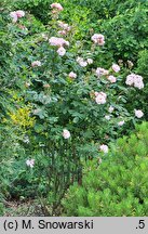 Rosa hort. Clair Matin