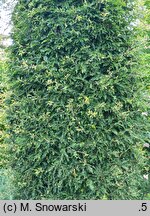 Fagus sylvatica s.str. Interrupta