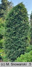 Fagus sylvatica s.str. Interrupta