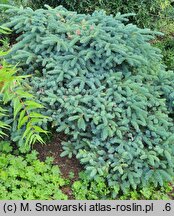 Picea jezoensis Nana