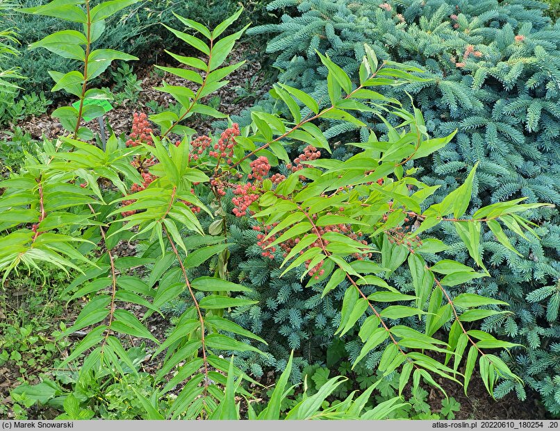 Coriaria japonica (garbownik japoński)