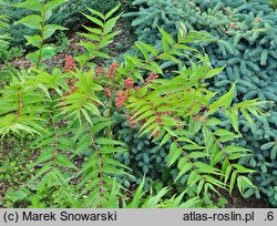 Coriaria japonica (garbownik japoński)