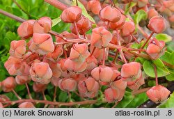 Coriaria japonica (garbownik japoński)
