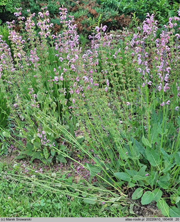 Salvia Eveline