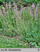 Salvia Eveline
