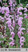 Salvia Eveline