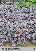 Heuchera Plum Pudding