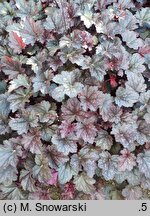 Heuchera Plum Pudding