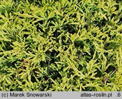 Juniperus horizontalis Limeglow