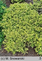 Juniperus horizontalis Limeglow