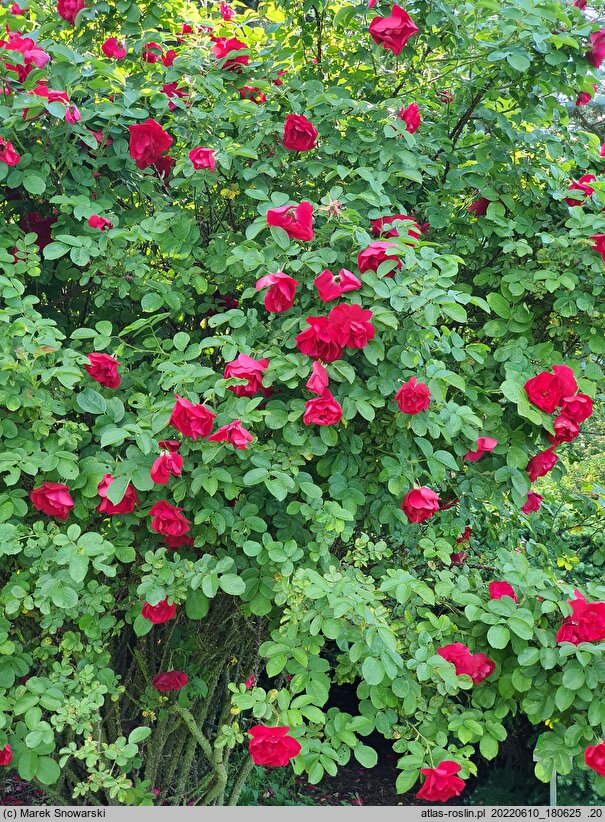 Rosa hort. Hansaland