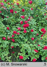 Rosa hort. Hansaland