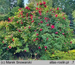 Rosa hort. Hansaland