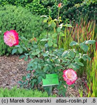Rosa hort. Andeli