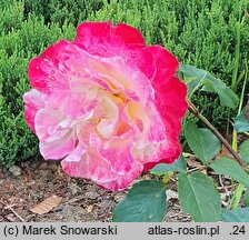 Rosa hort. Andeli