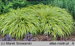 Hakonechloa macra Aureola
