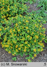 Chrysogonum virginianum (chryzogonum wirginijksie)