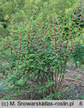 Rosa sericea (róża czteropłatkowa)