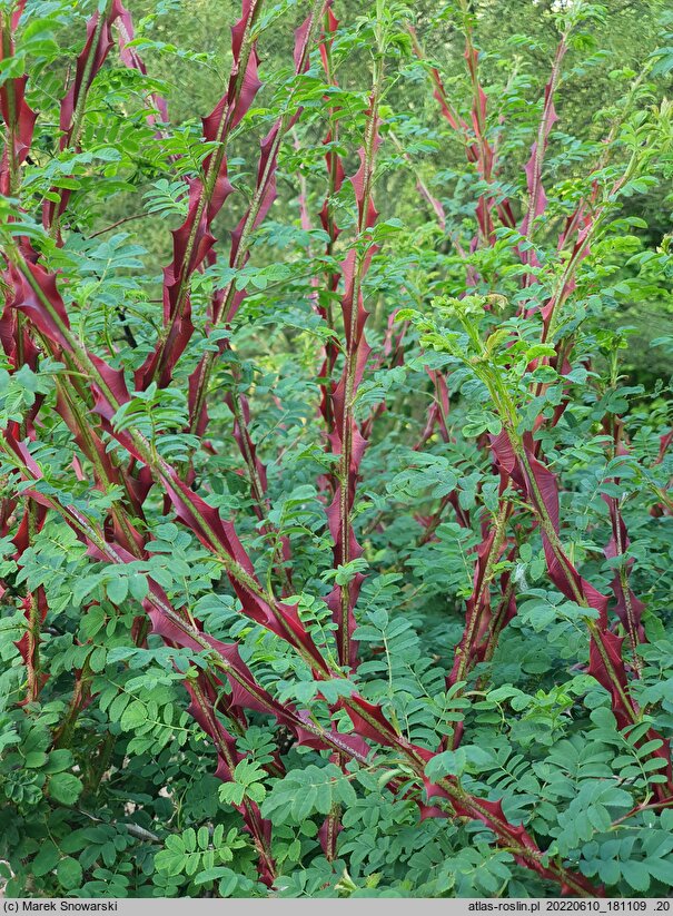 Rosa sericea (róża czteropłatkowa)