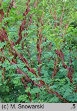Rosa sericea (róża czteropłatkowa)