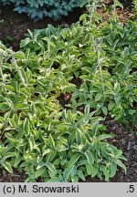 Stachys byzantina Primrose Heron