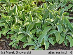 Stachys byzantina Primrose Heron