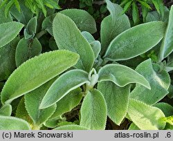 Stachys byzantina Primrose Heron