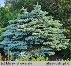 Picea pungens Thuem